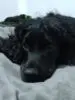 RhZ