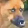 Brunocamm