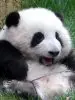 Pandita