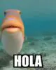 Esponja31